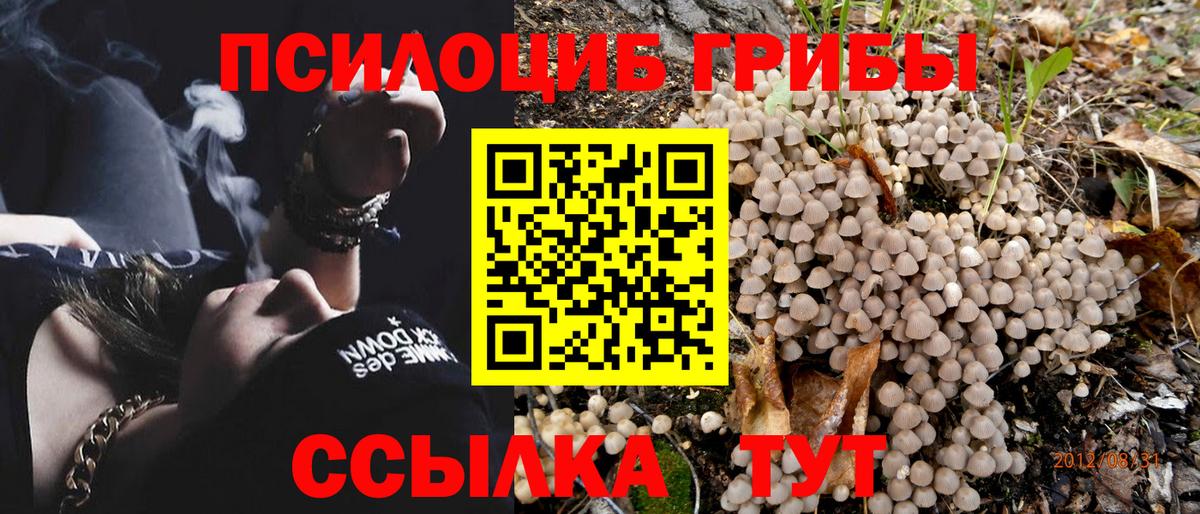 Псилоцибиновые грибы мицелий Баксан